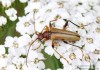 tesařík (Brouci), Pidonia lurida (Fabricius, 1792), Rhagiini, Cerambycidae (Coleoptera)